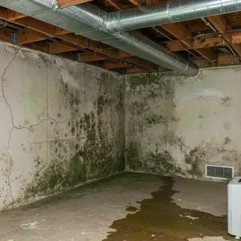 Professional Mold Removal in Barre, MA